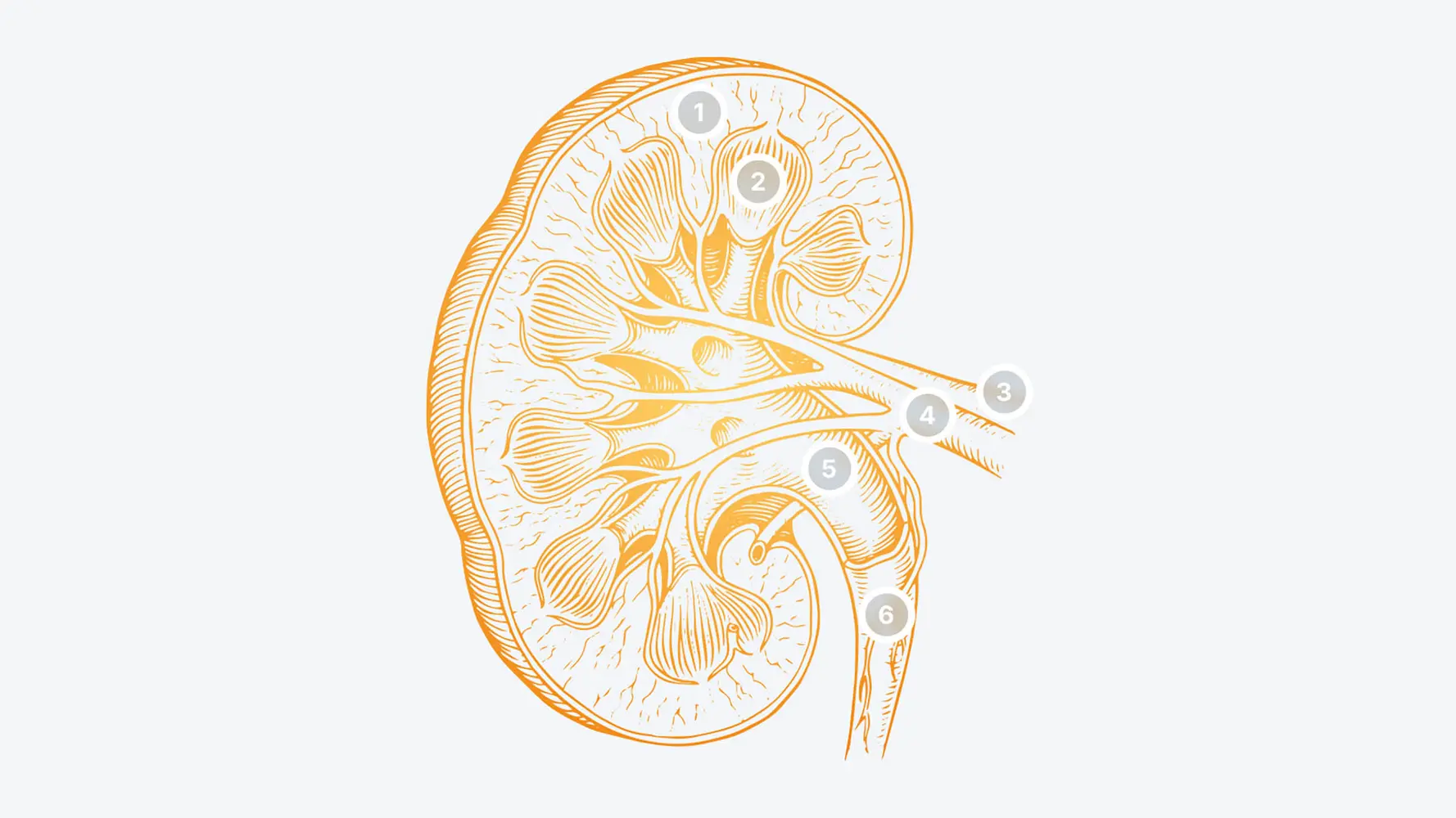 Heel Vet | Health topics: Dog - Chronic kidney disease